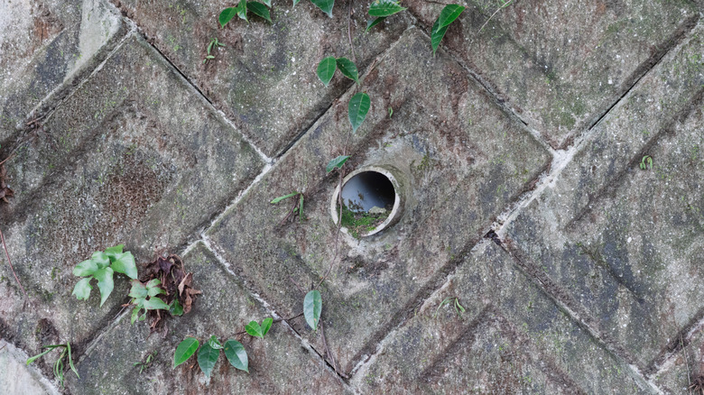 A "weep hole" drain in a concrete retaining wall