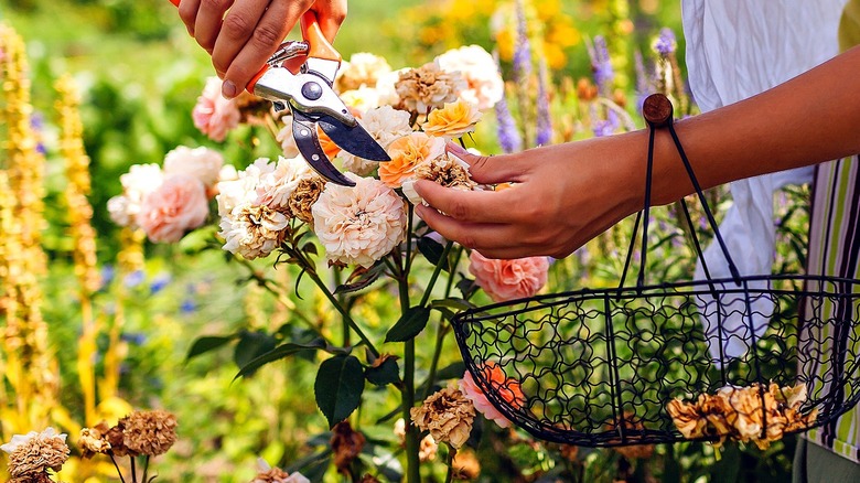 Close-up of a person preparing to deadhead faded blooms from a garden plant