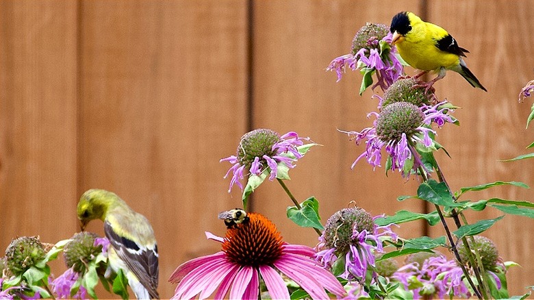 A goldfinch snacks on the seeds of a fading coneflower bloom