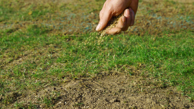 Hand sprinkling grass seed on bare patches of lawn