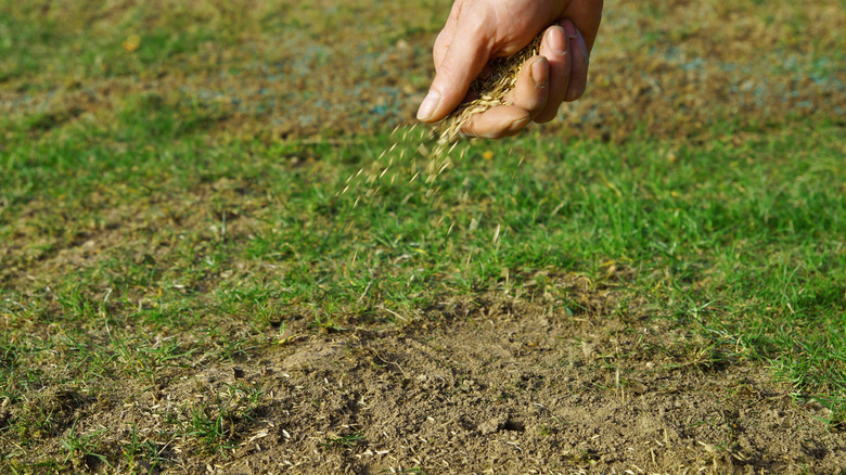 Hand sprinkling grass seed on bare patches of lawn