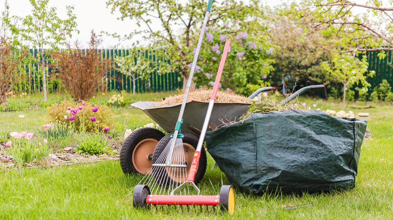 A dethatching rake and wheel barrow full of thatch