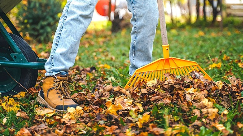 Close-up of a person removing fallen autumn leaves with a poly leaf rake in the garden