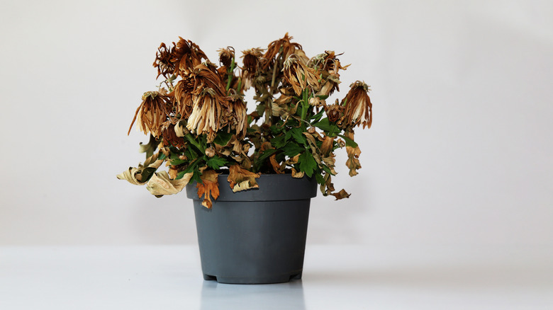 Dead potted plant