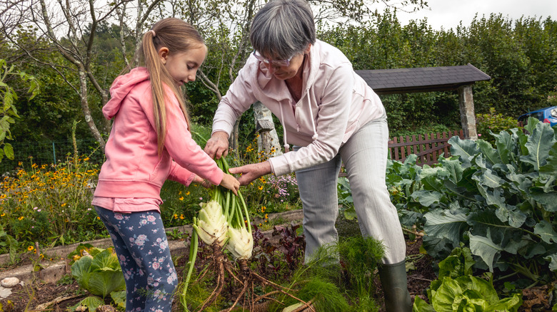 grandmother and grandaughter harvesting fennel