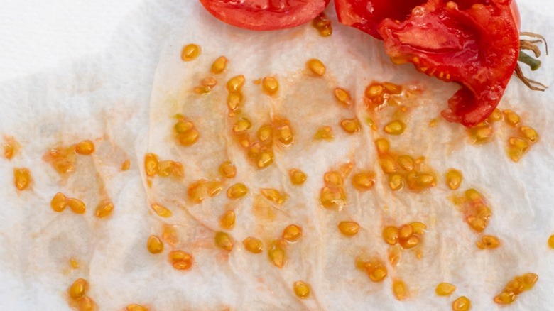 Tomato seeds collected on an absorbent paper towel to dry, seed saving. Home garden seed collection for propagation.