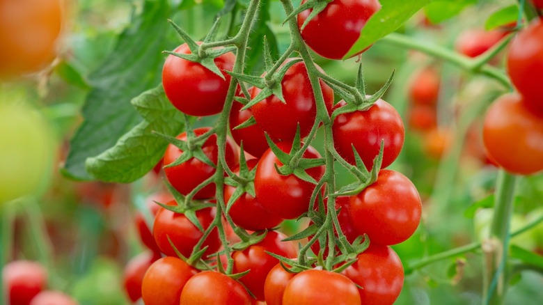 A close up of ripe and unripe tomatoes hanging from the vine. The image captures the vibrant colors and healthy growth of the tomatoes.
