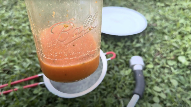 Tomato seeds fermenting in a Ball jar with water against a lawn background.