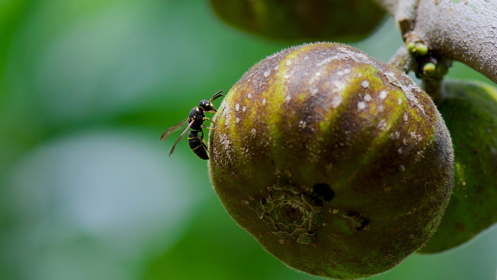 Will planting a fig tree bring wasps to your yard?