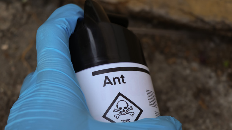 Hand holding ant insecticide spray