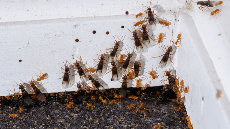 Flying ants on an interior wall