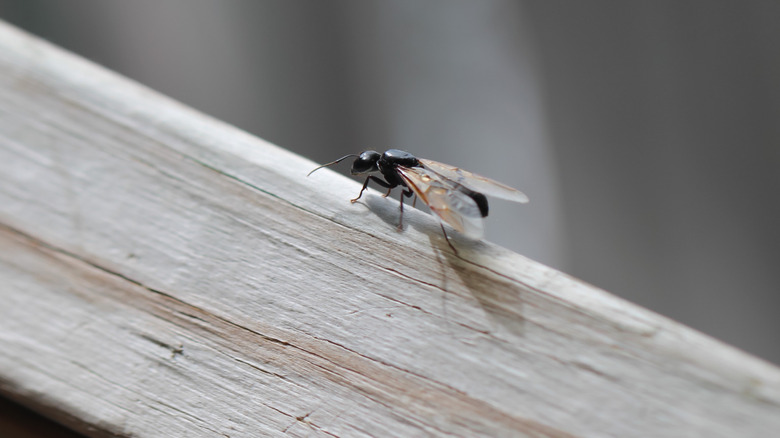 Flying ant on wood plank