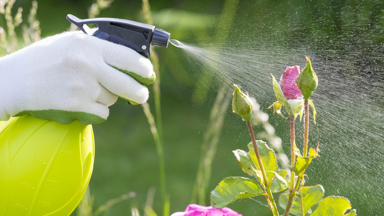 hand spraying flower