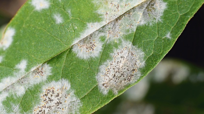 powdery mildew on plant leaf