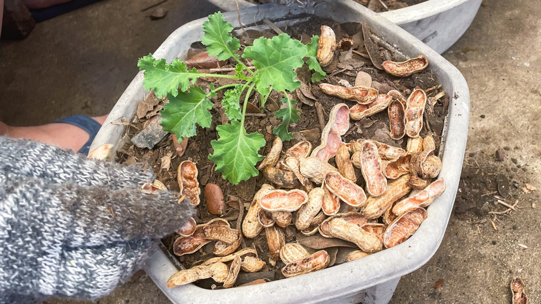 Closeup of a planter with soil, peanut shells, and a hand trowel laying on top