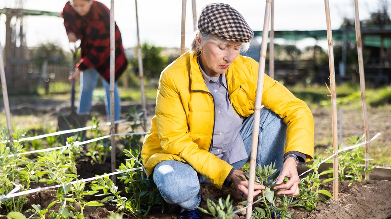 Person tying beans to guide