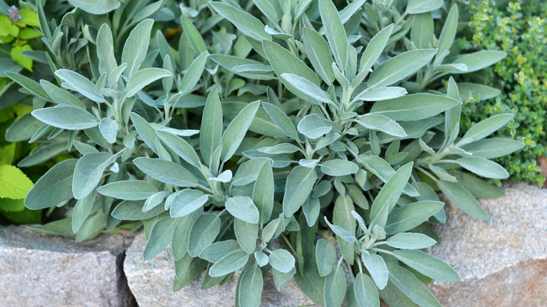 sage plants growing over a grey rock