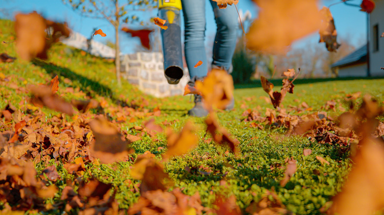 A person uses a leaf blower to remove fall leaves from a lawn.