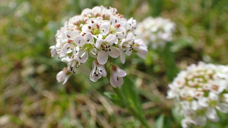 alpine pennycress in bloom