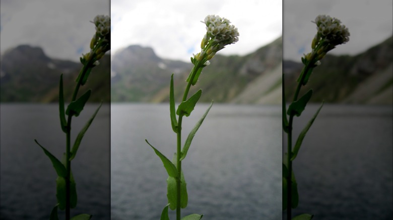 French variety of alpine pennycress