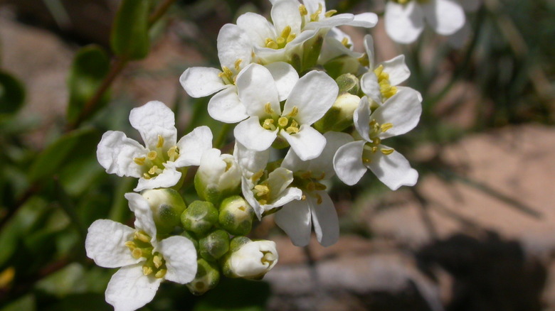 Thlaspi montanum aka alpine pennycress