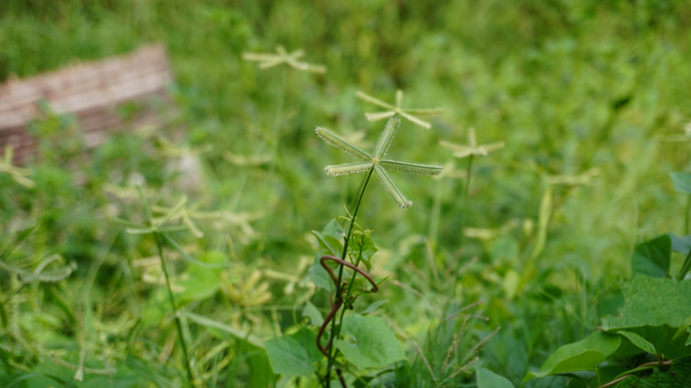 Star-Shaped grass Seed Head