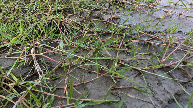 Bermuda grass stolons spreading across muddy soil