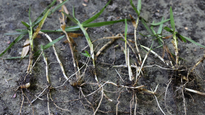 grass with rhizomes