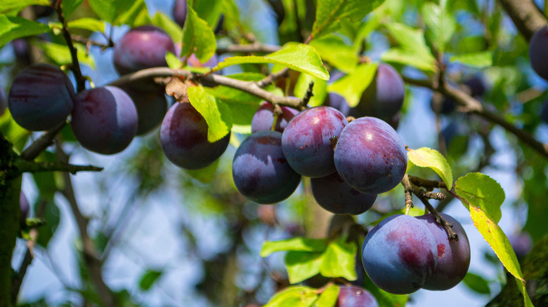 Ripe plums growing on a tree branch