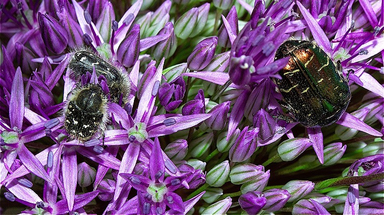 Pests on allium