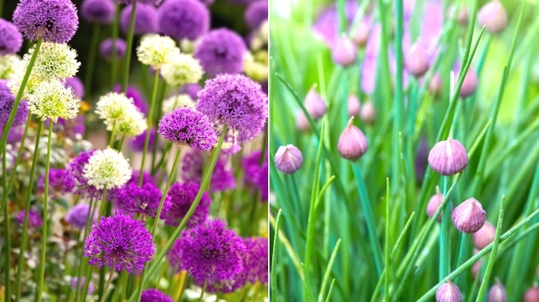 Alliums and garlic flower buds