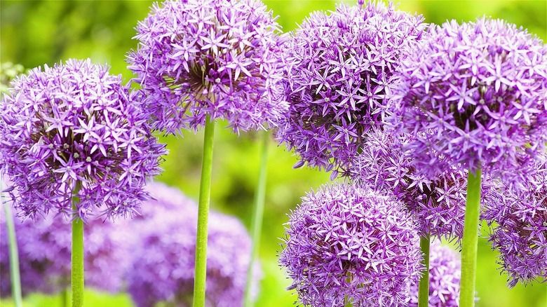 Alliums in garden