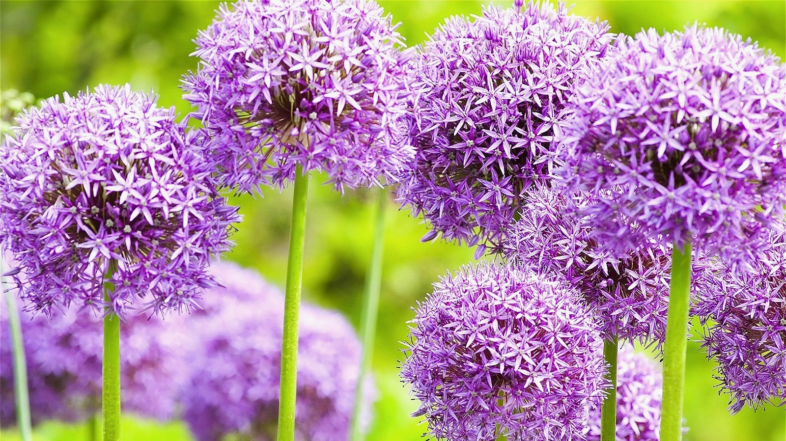 Why Growing Alliums Near Each Other Isn't A Good Idea