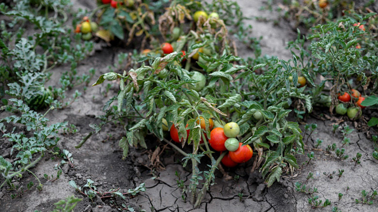 Withered plants in dry, cracked soil