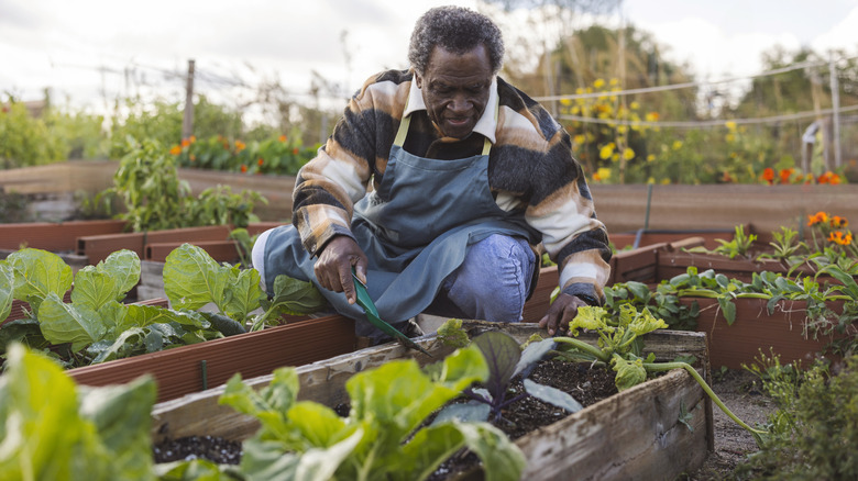 Man tending to vegetables in a tidy raised garden bed