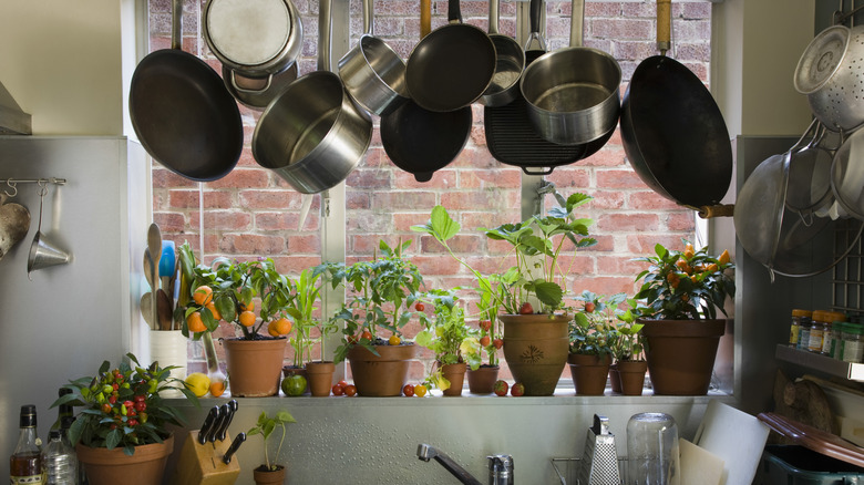 Kitchen sink surrounded by potted plants in a window with pots hanging from the ceiling
