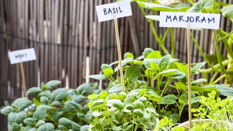 Herb garden: mint, basil, marjoram