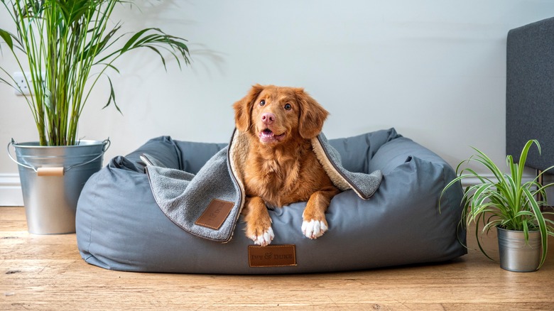 dog on large dog bed