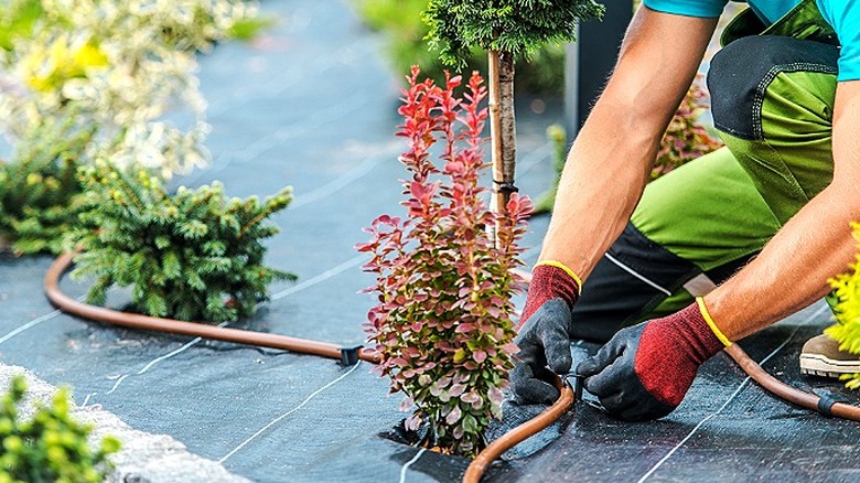 Person installing a drip irrigation system in a garden