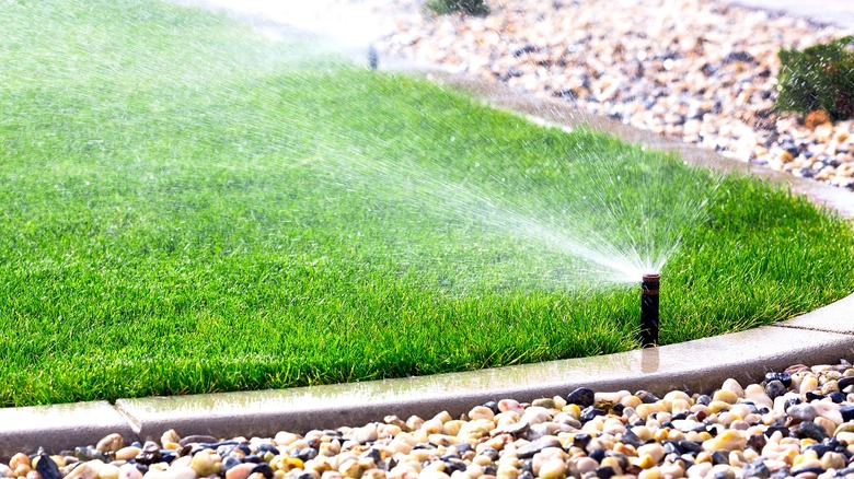 Sprinkler system set up along lawn edging sprays yard