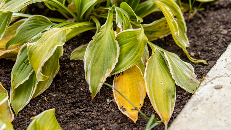 Close up of yellow and green wilting hosta leaves in a garden bed