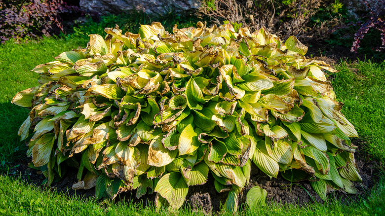 Curling yellow and withered hosta plant in garden