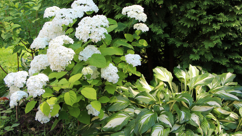 hydrangea and hosta in flowerbed