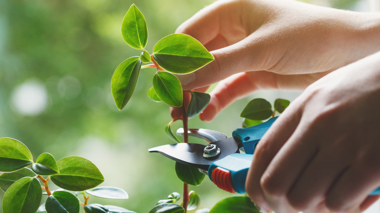 Hands pruning houseplant