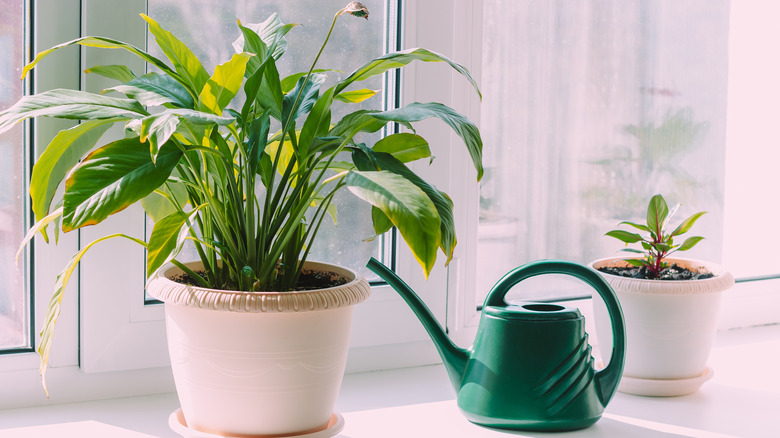 Houseplant in sunny windowsill