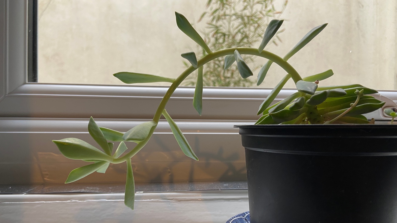 Why Houseplants Leggy And How To Prevent Or Fix It