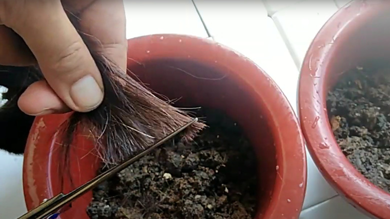 Woman cutting hair into fertilizer