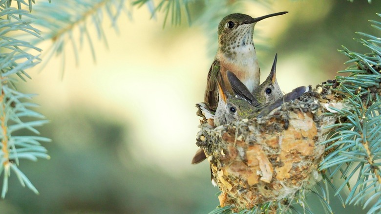Hummingbird nest