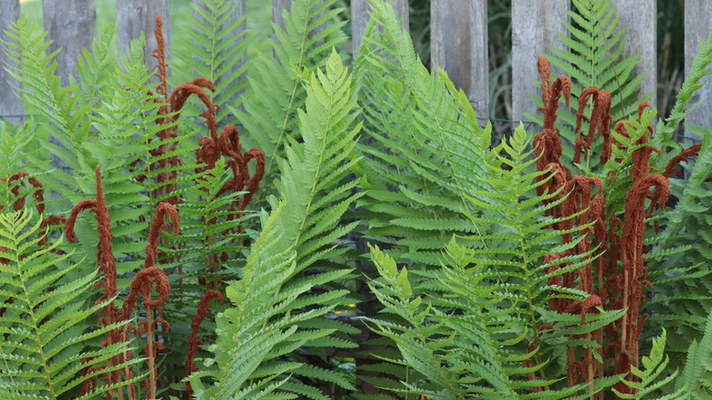 green fern with brown fronds