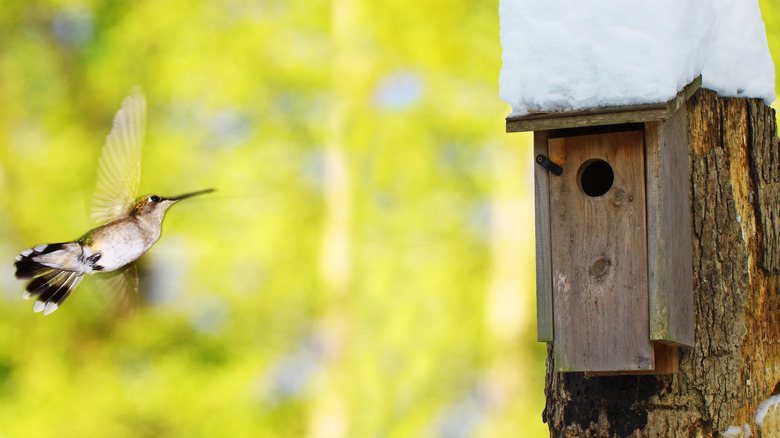 Hummingbird and birdhouse